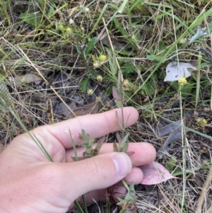 Hypericum gramineum at Higgins, ACT - 17 Dec 2022