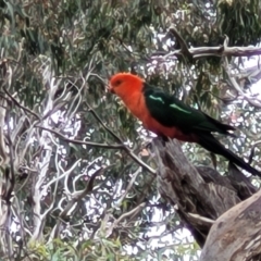 Alisterus scapularis (Australian King-Parrot) at Campbell Park Woodland - 3 Jan 2023 by trevorpreston