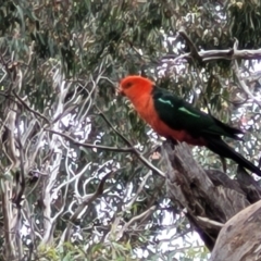 Alisterus scapularis at Pialligo, ACT - 4 Jan 2023