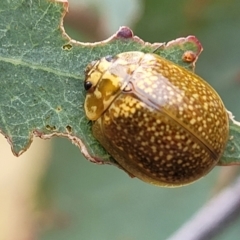 Paropsisterna cloelia (Eucalyptus variegated beetle) at Campbell Park Woodland - 3 Jan 2023 by trevorpreston