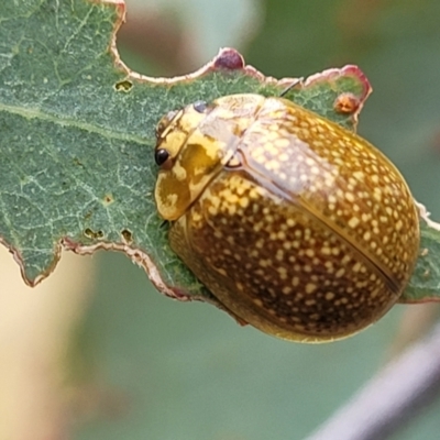 Paropsisterna cloelia (Eucalyptus variegated beetle) at Campbell Park Woodland - 3 Jan 2023 by trevorpreston