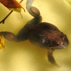 Unidentified Frog at Burradoo, NSW - 1 Jan 2023 by GlossyGal