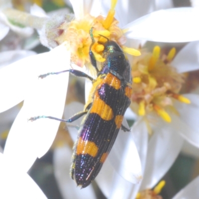 Castiarina attenuata (A jewel beetle) at Brindabella, NSW - 28 Dec 2022 by Harrisi