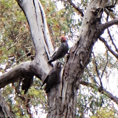 Callocephalon fimbriatum (Gang-gang Cockatoo) at Aranda Bushland - 3 Jan 2023 by CathB