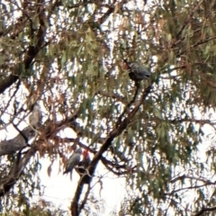 Callocephalon fimbriatum at Molonglo Valley, ACT - 4 Jan 2023