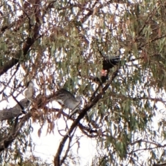 Callocephalon fimbriatum at Molonglo Valley, ACT - suppressed