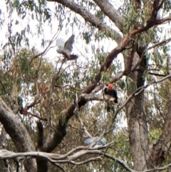 Callocephalon fimbriatum at Molonglo Valley, ACT - 4 Jan 2023