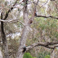 Callocephalon fimbriatum at Molonglo Valley, ACT - 4 Jan 2023