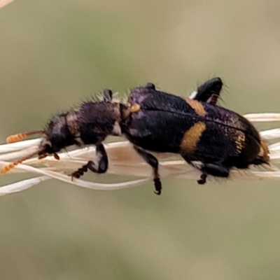 Eleale pulchra (Clerid beetle) at Pialligo, ACT - 3 Jan 2023 by trevorpreston