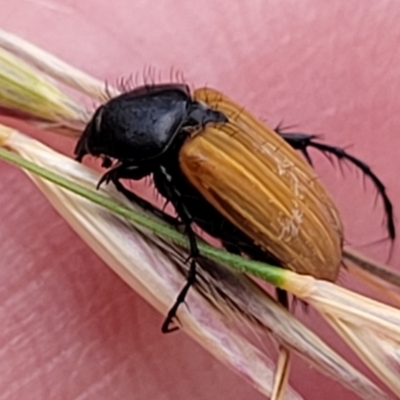 Phyllotocus kingii (Nectar scarab) at Campbell Park Woodland - 3 Jan 2023 by trevorpreston