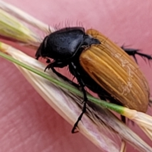 Phyllotocus sp. (genus) at Pialligo, ACT - 4 Jan 2023 07:58 AM