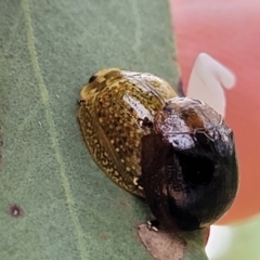 Paropsisterna cloelia (Eucalyptus variegated beetle) at Pialligo, ACT - 3 Jan 2023 by trevorpreston