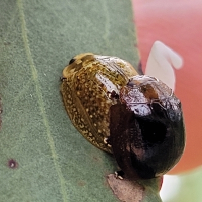 Paropsisterna cloelia (Eucalyptus variegated beetle) at Campbell Park Woodland - 3 Jan 2023 by trevorpreston