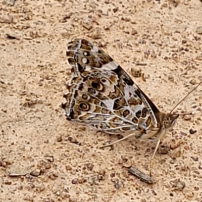 Vanessa kershawi (Australian Painted Lady) at Pialligo, ACT - 4 Jan 2023 by trevorpreston