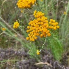 Chrysocephalum semipapposum (Clustered Everlasting) at Pialligo, ACT - 4 Jan 2023 by trevorpreston