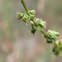 Rumex brownii (Slender Dock) at Pialligo, ACT - 4 Jan 2023 by trevorpreston