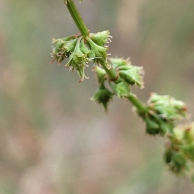 Rumex brownii (Slender Dock) at Campbell Park Woodland - 3 Jan 2023 by trevorpreston