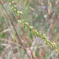 Rumex brownii at Pialligo, ACT - 4 Jan 2023 07:32 AM