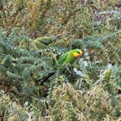 Polytelis swainsonii (Superb Parrot) at Campbell Park Woodland - 3 Jan 2023 by trevorpreston