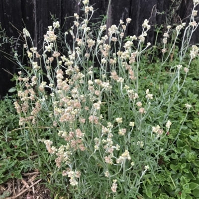 Pseudognaphalium luteoalbum (Jersey Cudweed) at Dunlop, ACT - 4 Jan 2023 by JR