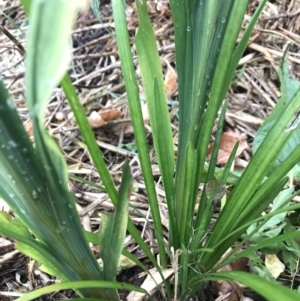 Crocosmia x crocosmiiflora at Dunlop, ACT - 4 Jan 2023