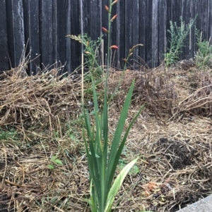 Crocosmia x crocosmiiflora at Dunlop, ACT - 4 Jan 2023 05:14 PM