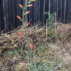 Crocosmia x crocosmiiflora at Dunlop, ACT - 4 Jan 2023