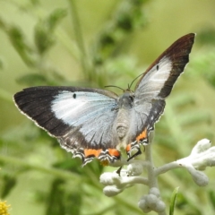 Jalmenus evagoras (Imperial Hairstreak) at Acton, ACT - 4 Jan 2023 by HelenCross