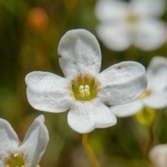 Mitrasacme polymorpha (Varied Mitrewort) at Sassafras, NSW - 29 Nov 2022 by RobG1