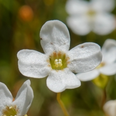 Mitrasacme polymorpha (Varied Mitrewort) at Sassafras, NSW - 29 Nov 2022 by RobG1