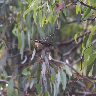Pardalotus punctatus (Spotted Pardalote) at Higgins Woodland - 4 Jan 2023 by MichaelWenke