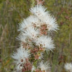 Kunzea ambigua (White Kunzea) at Vincentia, NSW - 29 Nov 2022 by RobG1