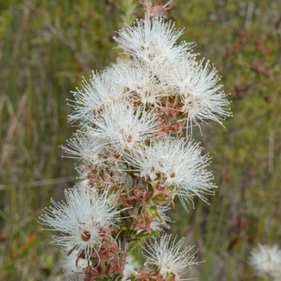 Kunzea ambigua (White Kunzea) at Vincentia, NSW - 29 Nov 2022 by RobG1