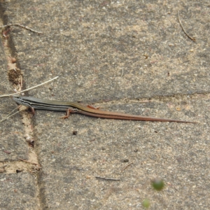 Ctenotus taeniolatus at Acton, ACT - 4 Jan 2023