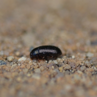 Unidentified Beetle (Coleoptera) at Wamboin, NSW - 29 Jan 2021 by natureguy