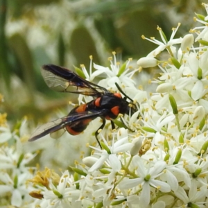 Pterygophorus cinctus at Acton, ACT - 4 Jan 2023