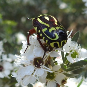 Eupoecila australasiae at Acton, ACT - 4 Jan 2023