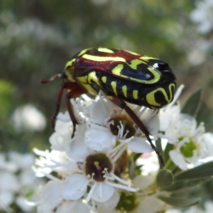 Eupoecila australasiae at Acton, ACT - 4 Jan 2023