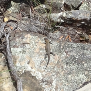 Egernia cunninghami at Cotter River, ACT - 4 Jan 2023