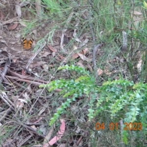 Heteronympha merope at Cotter River, ACT - 4 Jan 2023