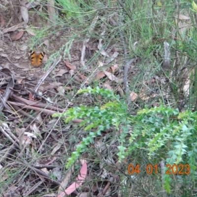 Heteronympha merope (Common Brown Butterfly) at Cotter River, ACT - 4 Jan 2023 by GirtsO