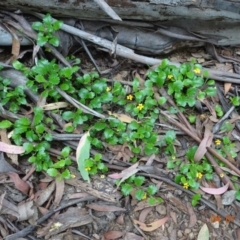 Goodenia hederacea (Ivy Goodenia) at Cotter River, ACT - 4 Jan 2023 by GirtsO