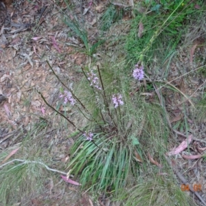 Stylidium armeria subsp. armeria at Cotter River, ACT - 4 Jan 2023 03:26 PM