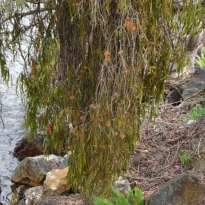 Amyema pendula subsp. pendula at Cotter River, ACT - 4 Jan 2023
