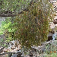 Amyema pendula subsp. pendula at Cotter River, ACT - 4 Jan 2023
