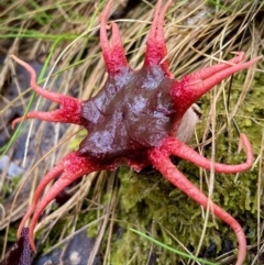 Aseroe rubra (Anemone Stinkhorn) at Paddys River, ACT - 4 Dec 2021 by HelenWay