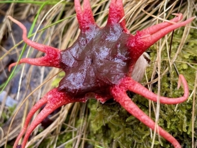 Aseroe rubra (Anemone Stinkhorn) at Paddys River, ACT - 5 Dec 2021 by HelenWay