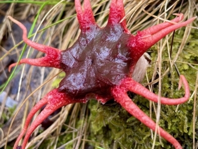 Aseroe rubra (Anemone Stinkhorn) at Paddys River, ACT - 4 Dec 2021 by HelenWay