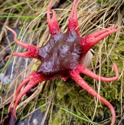 Aseroe rubra (Anemone Stinkhorn) at Paddys River, ACT - 4 Dec 2021 by HelenWay