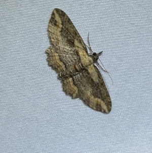 Chloroclystis filata at Numeralla, NSW - 1 Jan 2023